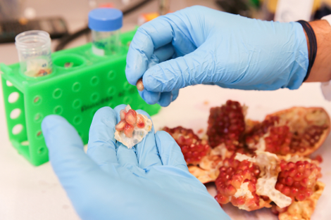 A pomegranate prepared for analysis in Johan Auwerx’s lab at EPFL (Image: EPFL / Alain Herzog)